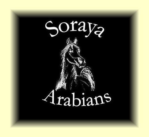 Soraya Arabians